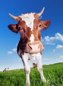 Free Stock Photo of Cow with horns Created by 2happy